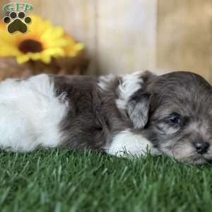 Maple, Shih-Poo Puppy